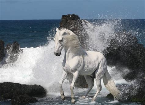 El Desembarco de los Caballos de Agua en la Bahía de Santos: Un Fenómeno Naval Precolombino que Desafió las Creencias Tradicionales.